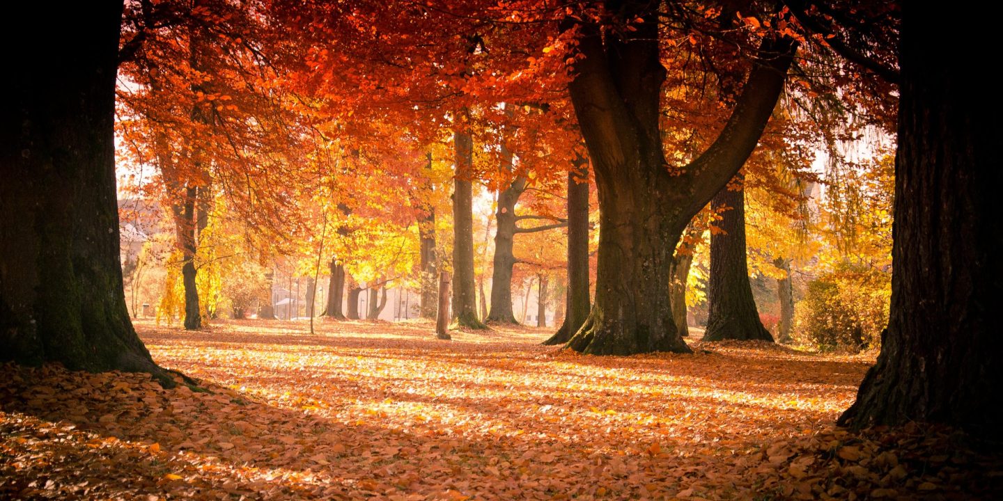 Tall trees in vivid autumn colours arching over a leaf-covered path through a park.
